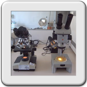 Microscopio e Stereomicroscopio