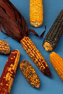This image is in the public domain because it contains materials that originally came from the Agricultural Research Service, the research agency of the United States Department of Agriculture.
